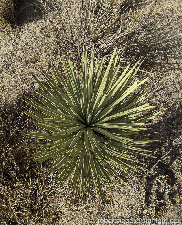 Joshua Tree National Park